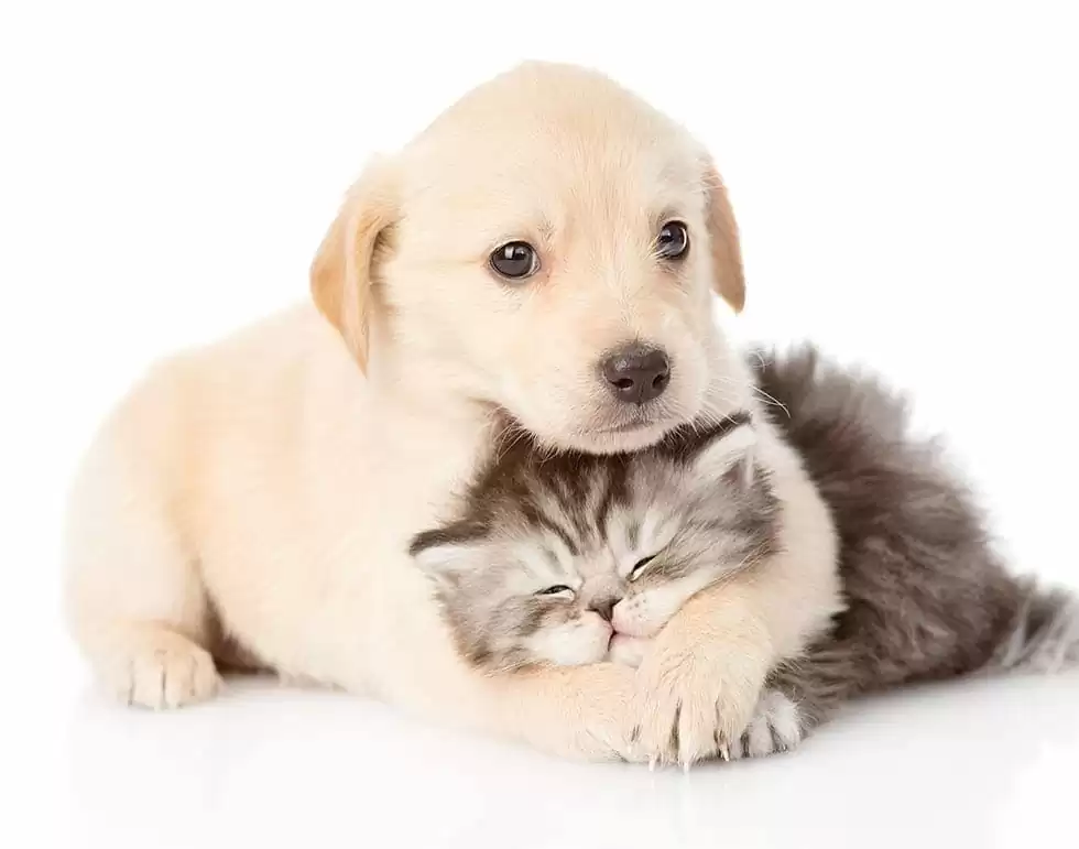 Pet Insurance